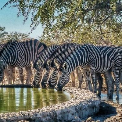 Zebra Line Up
